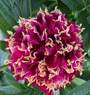 Star Of Wonder